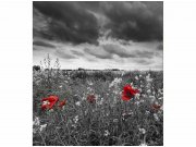 Flis foto tapeta Crnobijeli vučji makovi MS30091 | 225x250 cm Od flisa