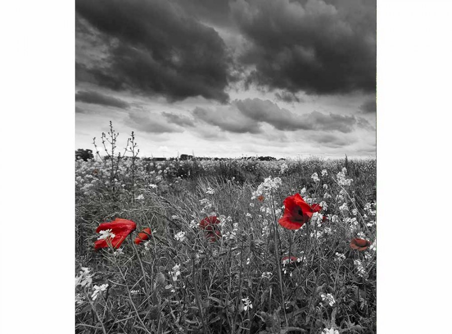 Flis foto tapeta Crnobijeli vučji makovi MS30091 | 225x250 cm - Od flisa