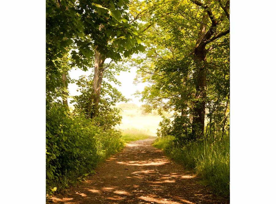 Flis foto tapeta Šumska staza MS30093 | 225x250 cm - Od flisa