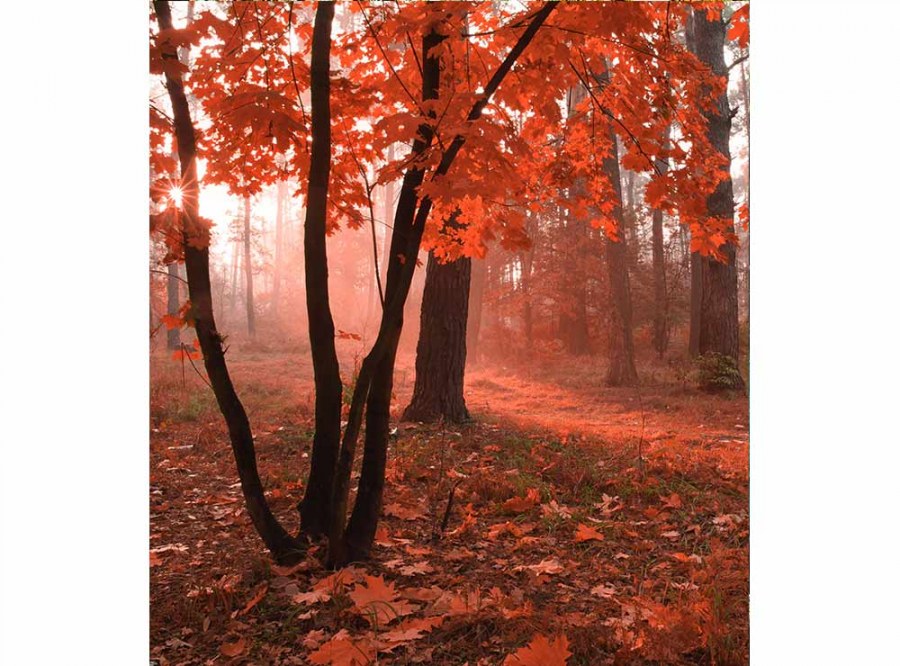 Flis foto tapeta Šuma u magli MS30095 | 225x250 cm - Od flisa