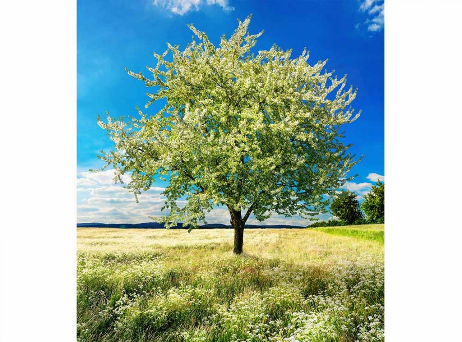 Flis foto tapeta Stablo na lovca MS30096 | 225x250 cm - Od flisa