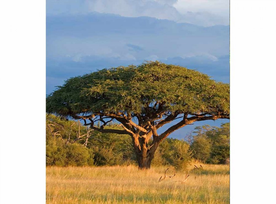 Flis foto tapeta Akacija MS30097 | 225x250 cm - Od flisa