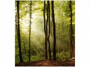 Flis foto tapeta Šuma MS30098 | 225x250 cm Od flisa