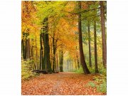 Flis foto tapeta Jesenjska šuma MS30099 | 225x250 cm Od flisa