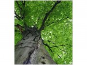 Flis foto tapeta Krošnja stabla MS30101 | 225x250 cm Od flisa