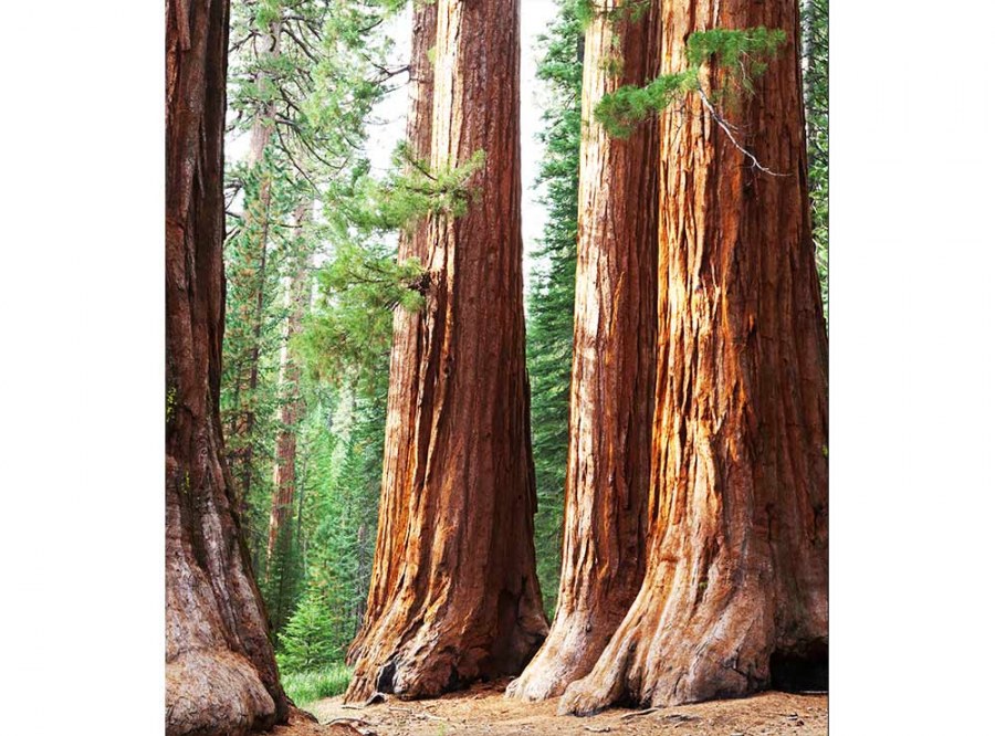 Flis foto tapeta Sekvoja MS30102 | 225x250 cm - Od flisa