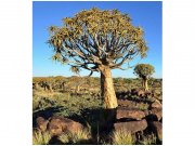 Flis foto tapeta Namibija MS30103 | 225x250 cm Od flisa