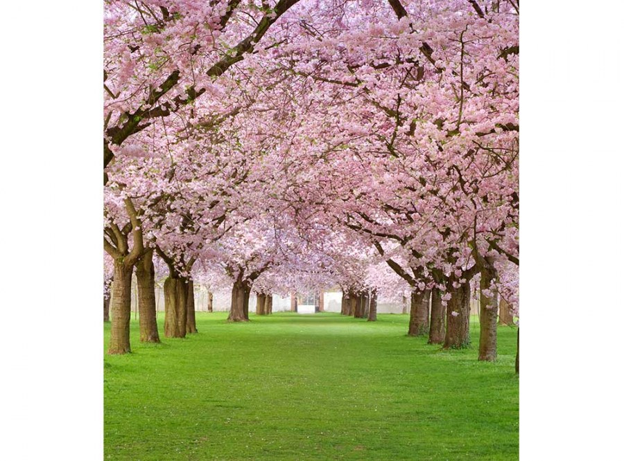 Flis foto tapeta Voćnjak sa trešnjama MS30105 | 225x250 cm - Od flisa