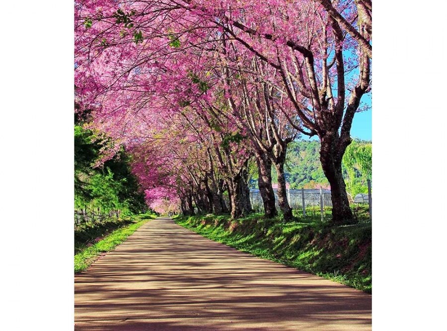 Flis foto tapeta Cvjetnica MS30106 | 225x250 cm - Od flisa