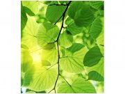 Flis foto tapeta Zeleno lišće MS30107 | 225x250 cm