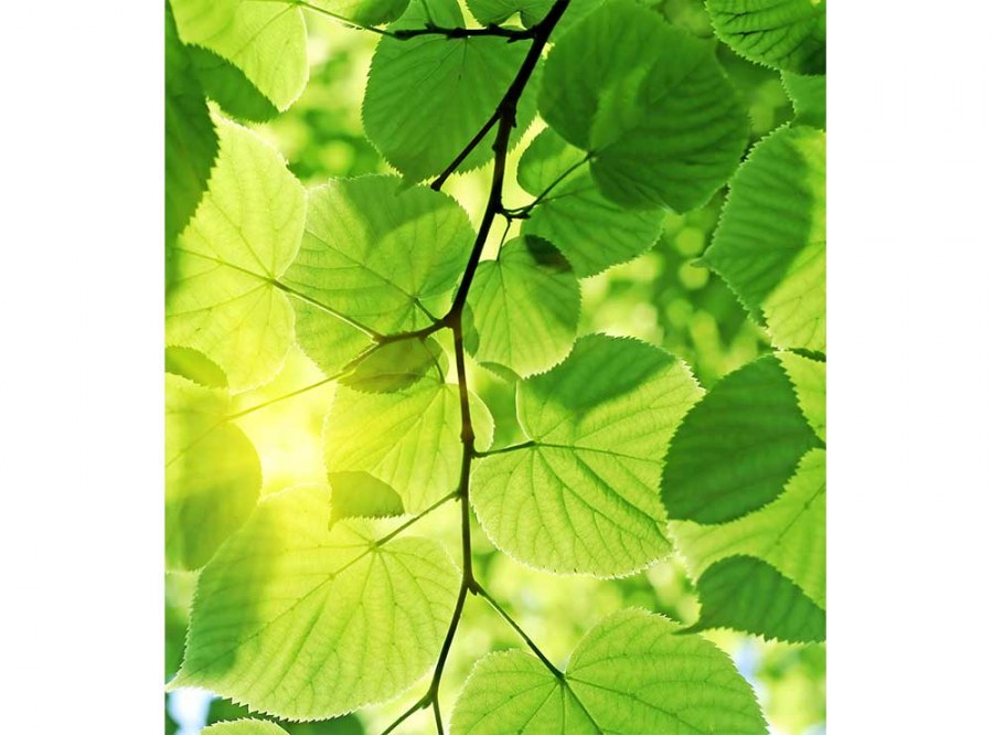 Flis foto tapeta Zeleno lišće MS30107 | 225x250 cm - Od flisa
