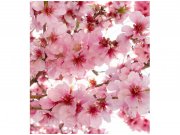 Flis foto tapeta Cvijet jabuke| MS-3-0108 | 225x250 cm