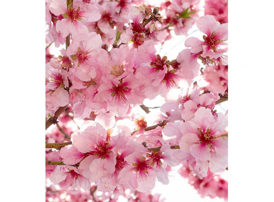Flis foto tapeta Cvijet jabuke| MS-3-0108 | 225x250 cm - Od flisa