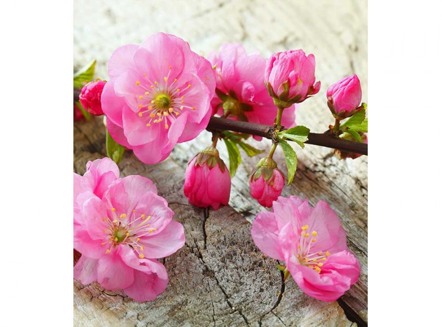 Flis foto tapeta Sakura MS30109 | 225x250 cm - Od flisa