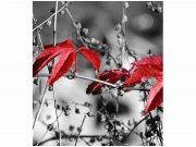 Flis foto tapeta Crveno lišće na crnoj pozadini MS30110 | 225x250 cm