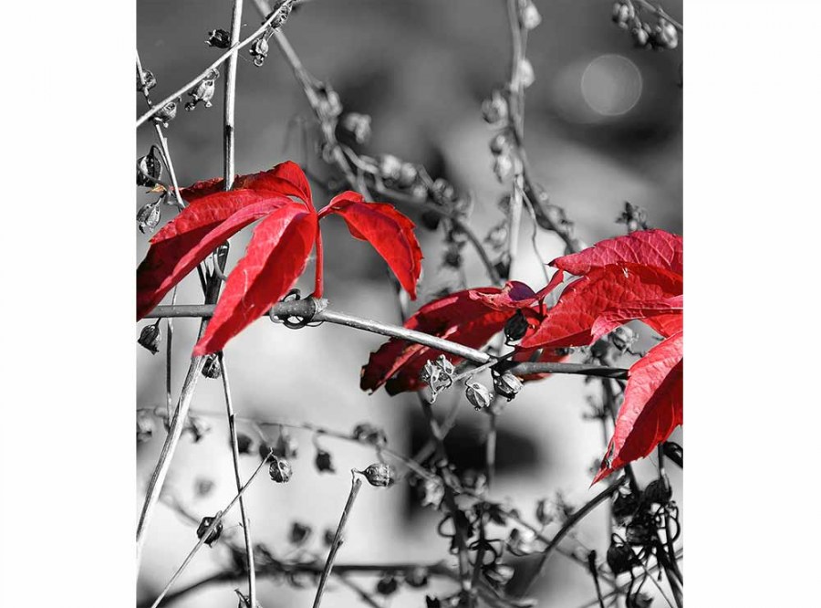 Flis foto tapeta Crveno lišće na crnoj pozadini MS30110 | 225x250 cm