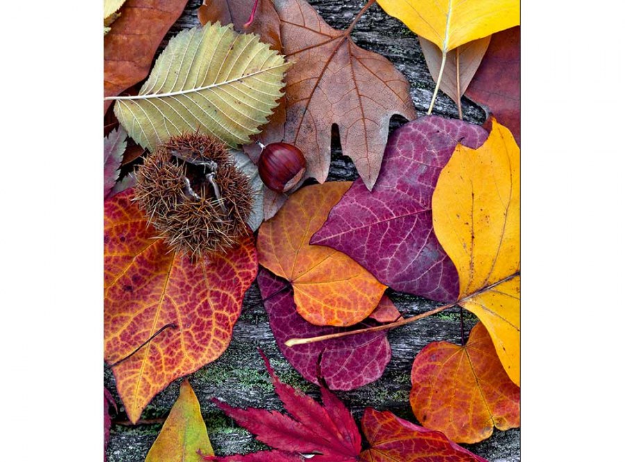 Flis foto tapeta Jesenjsko lišće MS30112 | 225x250 cm - Od flisa