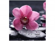 Flis foto tapeta Orhideja MS30120 | 225x250 cm