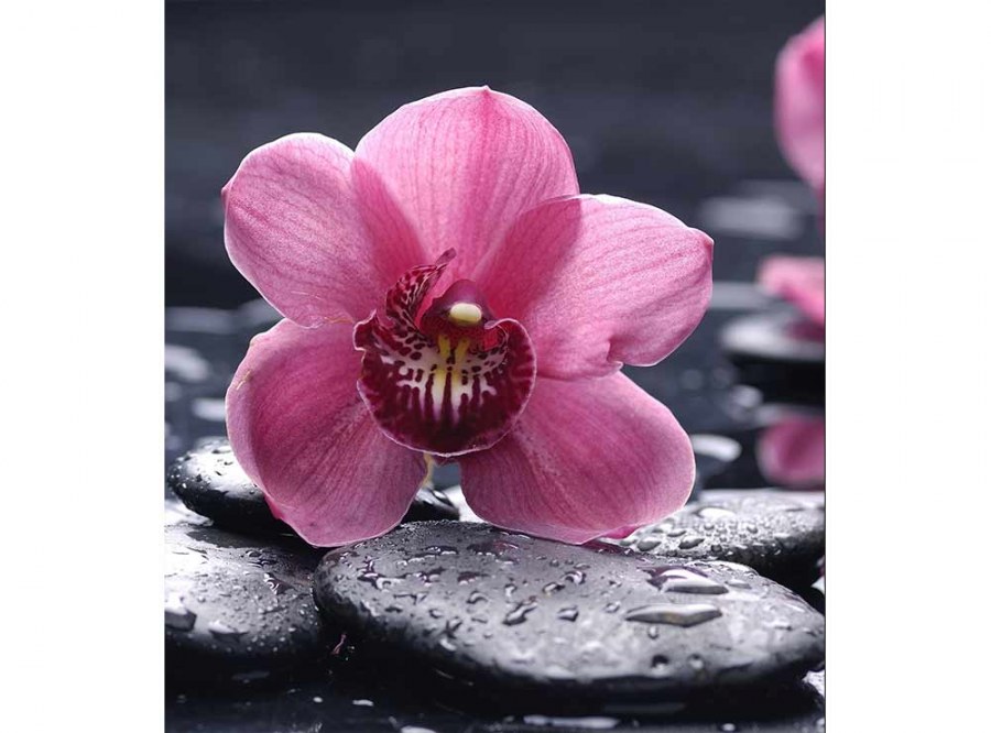 Flis foto tapeta Orhideja MS30120 | 225x250 cm - Od flisa