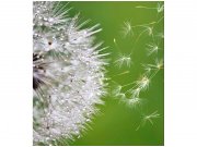 Flis foto tapeta Leteći paperje maslačka MS30121 | 225x250 cm Od flisa