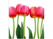Flis foto tapeta Tulipani MS30126 | 225x250 cm Od flisa