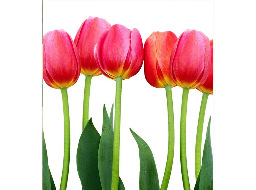 Flis foto tapeta Tulipani MS30126 | 225x250 cm - Od flisa