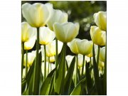 Flis foto tapeta Bijeli tulipani MS30127 | 225x250 cm Od flisa