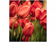 Flis foto tapeta Crveni tulipani MS30128 | 225x250 cm Od flisa