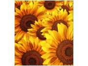 Flis foto tapeta Polje suncokreta MS30129 | 225x250 cm Od flisa