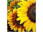 Flis foto tapeta Suncokreti MS30130 | 225x250 cm Od flisa