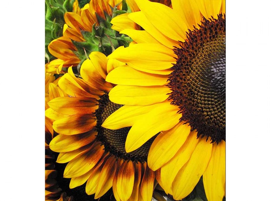 Flis foto tapeta Suncokreti MS30130 | 225x250 cm - Od flisa