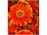 Flis foto tapeta Gerbera MS30131 | 225x250 cm Od flisa