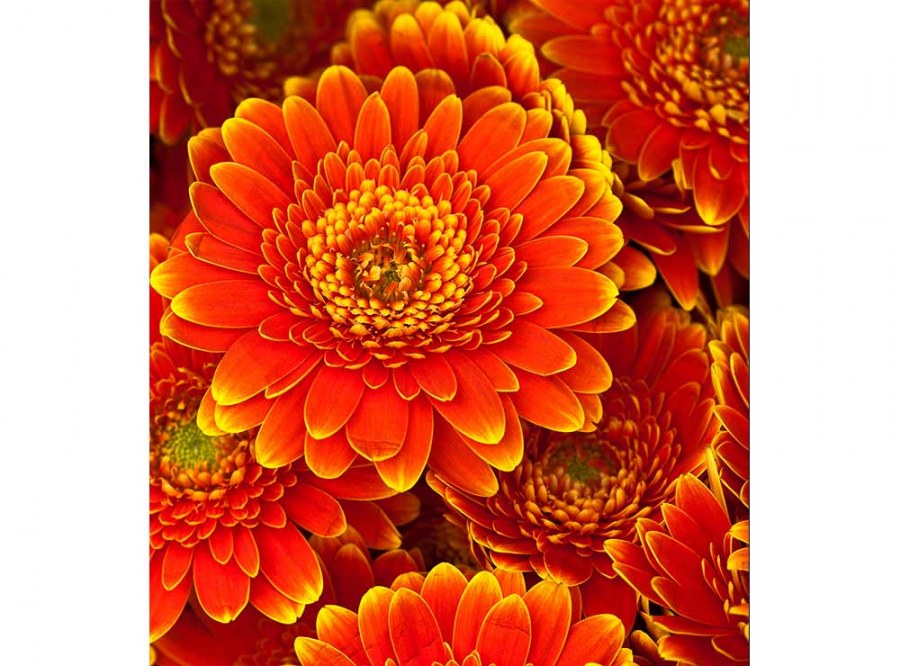 Flis foto tapeta Gerbera MS30131 | 225x250 cm - Od flisa