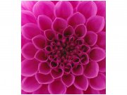 Flis foto tapeta Ružičasta dalija MS30132 | 225x250 cm Od flisa