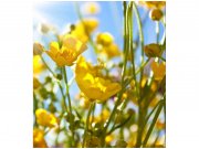 Flis foto tapeta Žuto cvijeće MS30134 | 225x250 cm Od flisa