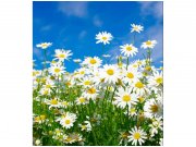 Flis foto tapeta Tratinčice MS30135 | 225x250 cm Od flisa