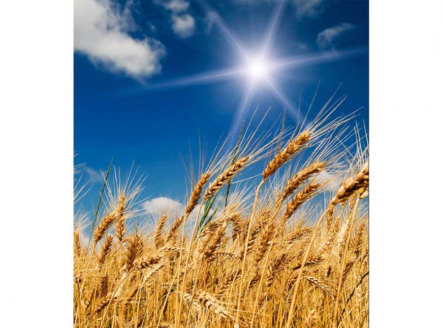 Flis foto tapeta Pšenično polje MS30136 | 225x250 cm - Od flisa