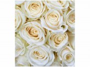 Flis foto tapeta Bijele ruže MS30137 | 225x250 cm Od flisa