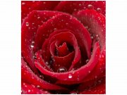 Flis foto tapeta Crvena ruža MS30138 | 225x250 cm Od flisa