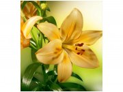 Flis foto tapeta Ljiljan MS30139 | 225x250 cm Od flisa