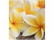 Flis foto tapeta Frangipani MS30140 | 225x250 cm Od flisa