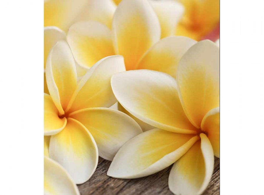 Flis foto tapeta Frangipani MS30140 | 225x250 cm - Od flisa