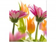 Flis foto tapeta Proljetni cvijet MS30142 | 225x250 cm Od flisa