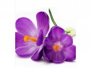 Flis foto tapeta Šafran MS30144 | 225x250 cm Od flisa