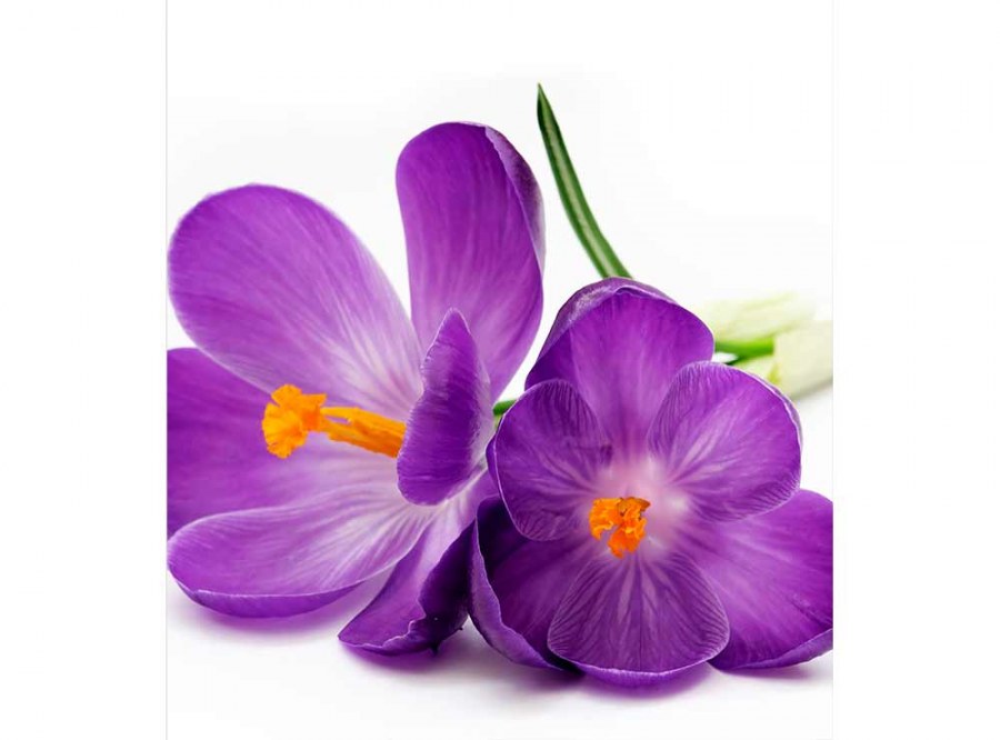 Flis foto tapeta Šafran MS30144 | 225x250 cm - Od flisa