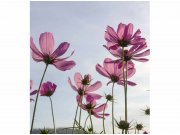 Flis foto tapeta Cvijeće MS30145 | 225x250 cm Od flisa