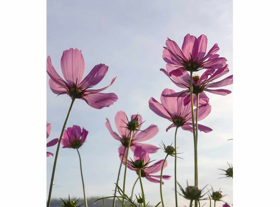 Flis foto tapeta Cvijeće MS30145 | 225x250 cm - Od flisa