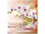 Flis foto tapeta Bijela orhideja MS30147 | 225x250 cm Od flisa