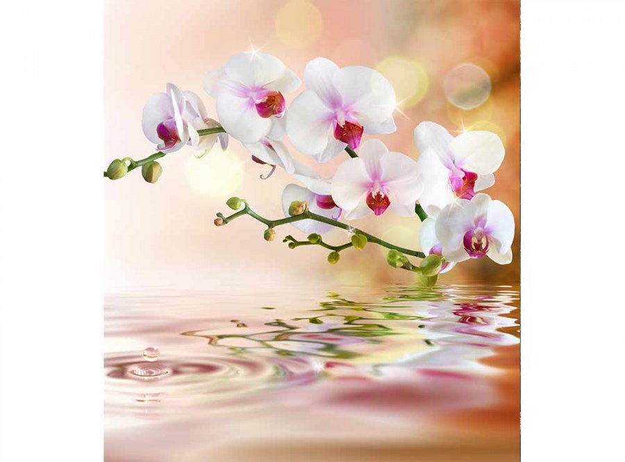Flis foto tapeta Bijela orhideja MS30147 | 225x250 cm - Od flisa
