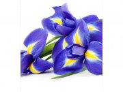Flis foto tapeta Iris MS30149 | 225x250 cm Od flisa